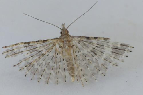 Alucita hexadactyla